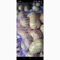 Продам картоплю