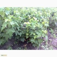 Продам кущі чорної смородини/продам кусты чорной смородины