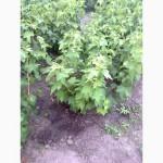 Продам кущі чорної смородини/продам кусты чорной смородины
