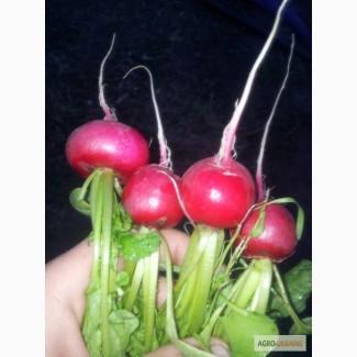 Продам Редис сорта Диего F1
