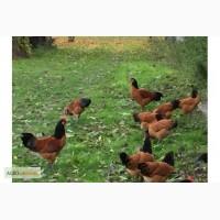 Продам кур породы Форверк