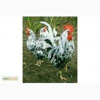 Куры породы Легорн далматинец (Leghorn)