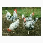 Куры породы Легорн далматинец (Leghorn)