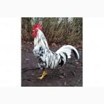 Куры породы Легорн далматинец (Leghorn)