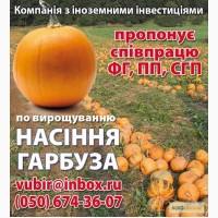 Продаём посевной материал голосемянной тыквы Сорт Gleisdorfer