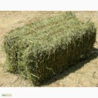 Продам сено в тюках люцерка, и есть отдельно разнотравье, пырей