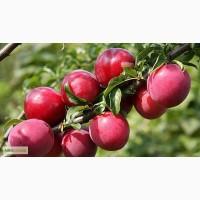 Алича гібридна