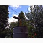 Продам Бджоломатки породи сірра гірська кавказька