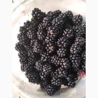 Продам саженцы ежевики садовой бесшипной
