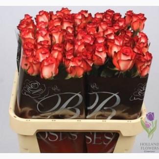 Rose, Розы, Роза, ОПТ, Киев, Украина, к 8 Марта, до 8 Березня
