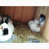 Продам кролыв Фландр, Каліфорнія