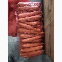 Продам морковь нанского типа