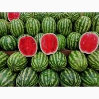Продам арбузы