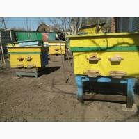 Продам пчел, пчелосемьи, бджоли, бджолосім’ї