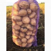 Продам молодую картоплю сорт Ривьера