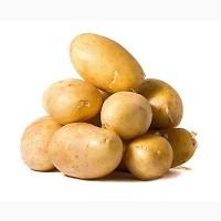 Продам молодую картоплю сорт Ривьера