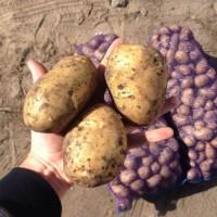 Продам молодую картоплю сорт Ривьера