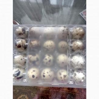Продам яйцо перепелиное