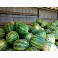 Продам арбуз с поля сорт Талисман