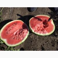 Продам арбуз с поля сорт Талисман