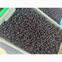Продам лісову ожину