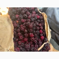 Продам лісову ожину