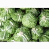 Selling Свежая зеленая капуста +4536988715
