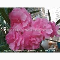 Олеандр ярко-розовый махровый SPLENDENS GIGANTEUM