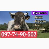 Закупівля худоби ( Погребище, Оратів, Немирів, Іллінці, Гайсин, Тульчин, Дашів, Липовець)