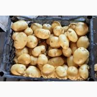 Продам капусту белокачанную