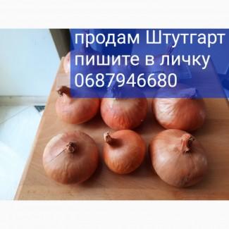 Продам Штутгарт на выгонку пера 5-8
