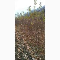 Продам двухгодичные саженцы яблок высшей категории на 106 -й корень