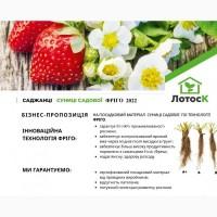 Саджанці суниці Фріго Голландська селекція