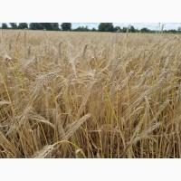 Продам насіння озимого ячменю ХАННЕЛОРЕ