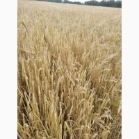 Продам насіння озимого ячменю ХАННЕЛОРЕ