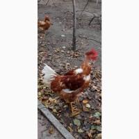 Продам петухов мясояичной породы 8 месяцев Испанка голошейка