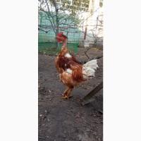 Продам петухов мясояичной породы 8 месяцев Испанка голошейка