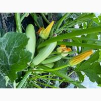 Продам кабачок