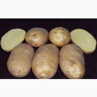 Киранда ранний картофель посадочный