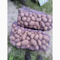 Продам картоплю