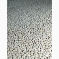 Продам квасолю сорту Мавка