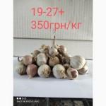 Продам однозубку часника сорту Любаша фракція 10-18(300грн) 19-27+(350грн)