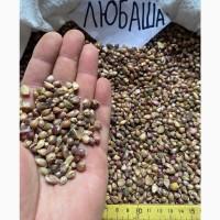 Воздушка чеснока ЛЮБАША , ИРЕН , ДЮШЕС .5-7 мм