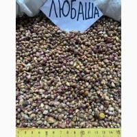 Воздушка чеснока ЛЮБАША , ИРЕН , ДЮШЕС .5-7 мм