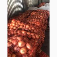 Продам лук от фермера. С 20 тонн. Цена договорная