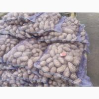 Продам картошку гранада