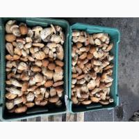 Продам заморожений гриб