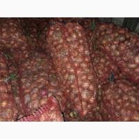 Продам лук штутгарт на перо