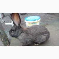 Продам кролів Фландер