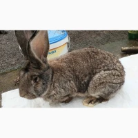 Продам кролів Фландер